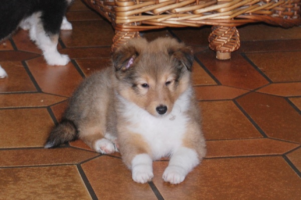 des gardiens du Triskell - Shetland Sheepdog - Portée née le 15/01/2012